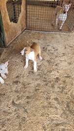 Bull terrier standard