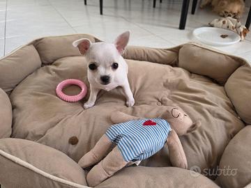 Chihuahua
