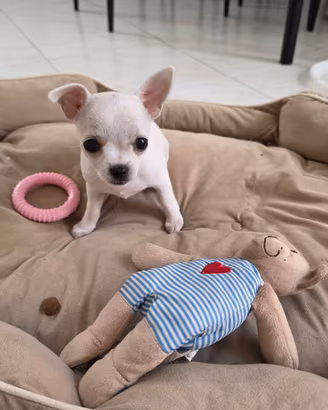 Chihuahua