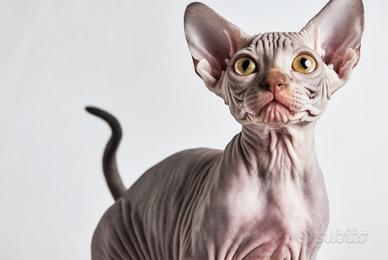 Sphynx