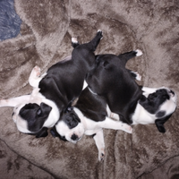 Cuccioli Boston Terrier