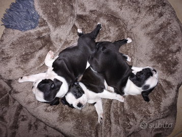 Cuccioli Boston Terrier