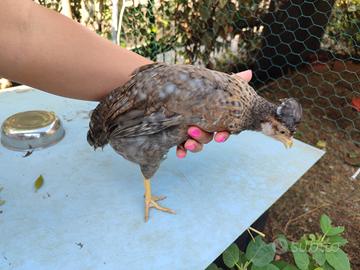 pollo femmina legbar