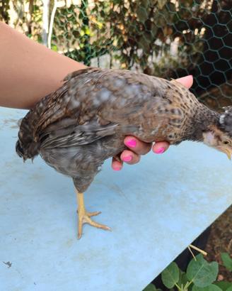 pollo femmina legbar