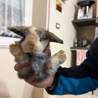 Coniglietti ariete nani miniloop