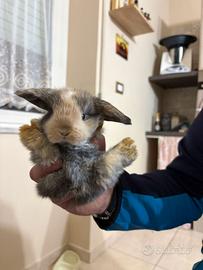 Coniglietti ariete nani miniloop