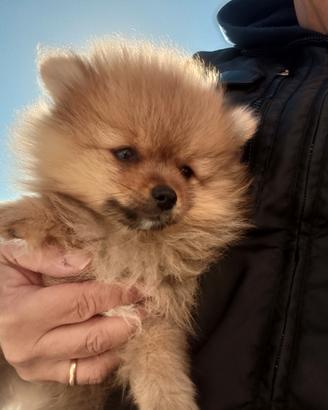 Spitz Pomerania mini toy