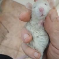 Ratti da compagnia