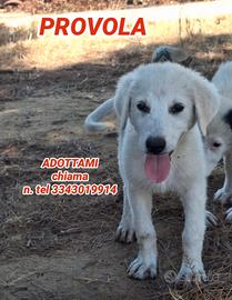 Provola , cucciola taglia medio grande 
