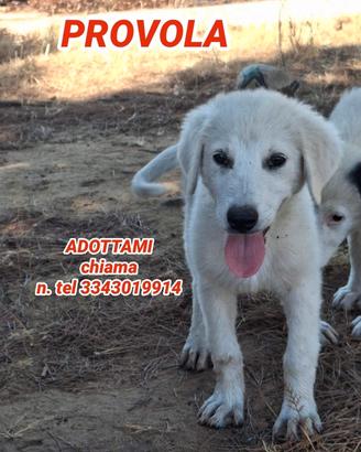 Provola , cucciola taglia medio grande 