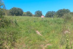 Terreno agricolo con uliveto