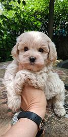 Maltipoo mini toy PICCOLISSIMO