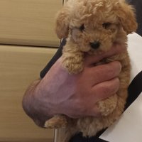 Disponibile maschietto barboncino Toy albicocca