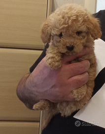 Disponibile maschietto barboncino Toy albicocca