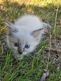 Gattini incrocio ragdoll