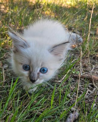 Gattini incrocio ragdoll