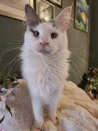 Femmina maine coon