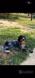 Setter Inglese 