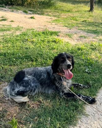 Setter Inglese 