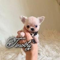 Chihuahua maschio a pelo lungo con pedigree enci