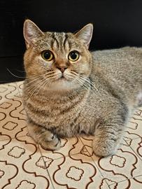 British Shorthair femmina sterilizzata pedigree