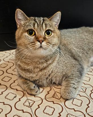British Shorthair femmina sterilizzata pedigree