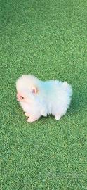 Spitz nano pomerania extra small