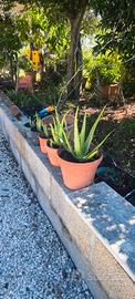pianta aloe 