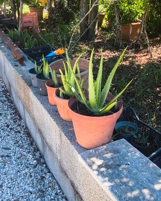 pianta aloe 