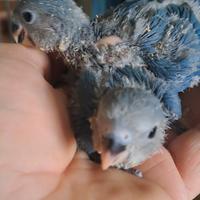 Inseparabile allevato a mano