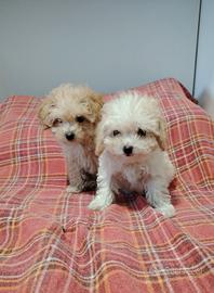 Cuccioli di maltipoo mini
