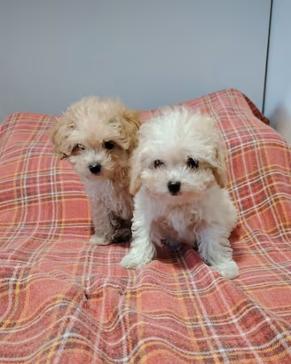 Cuccioli di maltipoo mini