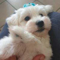 Cuccioli di maltese