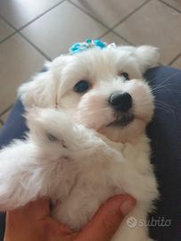 Cuccioli di maltese