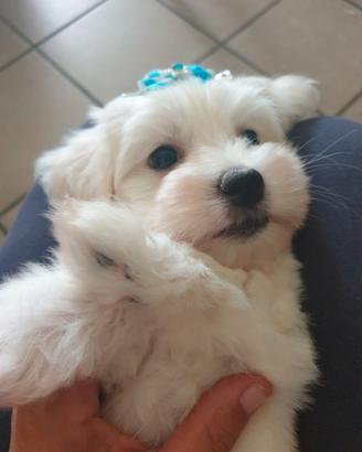 Cuccioli di maltese