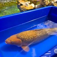 Carpa Koi Ginrin Chagoi Sansai 71cm Femmina