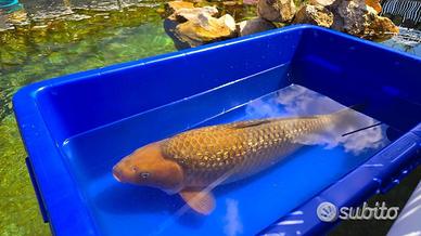 Carpa Koi Ginrin Chagoi Sansai 71cm Femmina