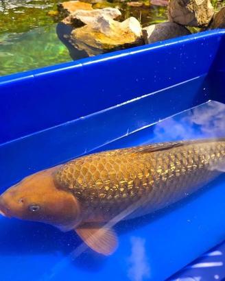 Carpa Koi Ginrin Chagoi Sansai 71cm Femmina