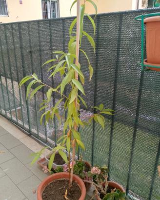 pianta di pesco