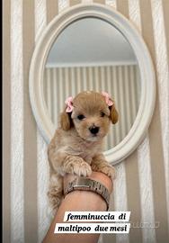 Maltipoo