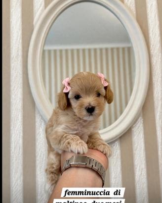 Maltipoo