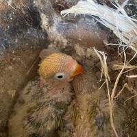 Inseparabili fischer