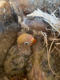 Inseparabili fischer