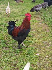 Gallo marans