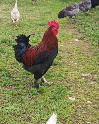 Gallo marans