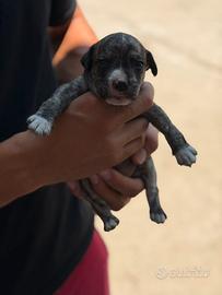 Cuccioli incrociati con amstaff