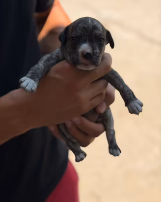 Cuccioli incrociati con amstaff