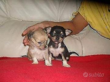 Cuccioli di chihuahua toy