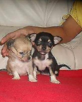 Cuccioli di chihuahua toy