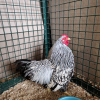 Gallo wyandotte nana argento orlo nero